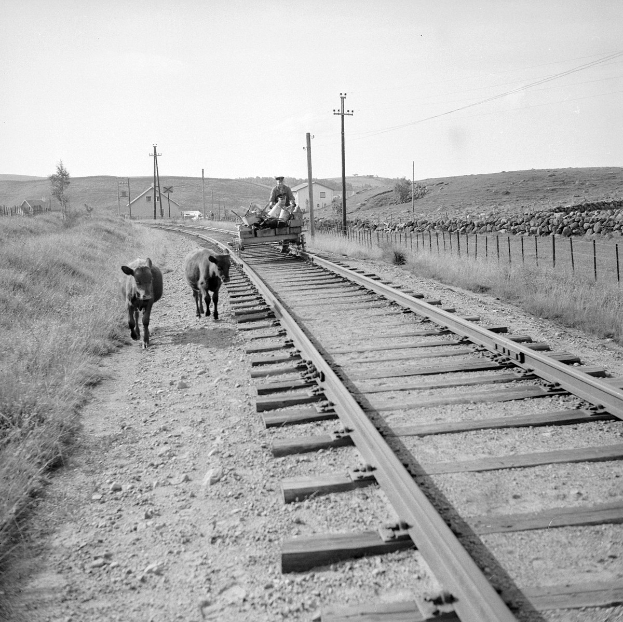 Schwarz-weiß-Foto von zwei Kühen, die auf den Schienen gehen, mit einer Person auf einem Fahrzeug im Vordergrund, Gras und einem Zaun auf beiden Seiten der Schienen und Häusern, Bäumen, Pfählen und Himmel im Hintergrund.