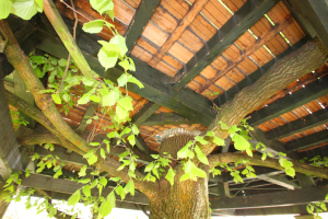 Ein Baum mit saftig grünen Blättern und einem hölzernen Dach oben, umgeben von anderen Bäumen im Hintergrund.