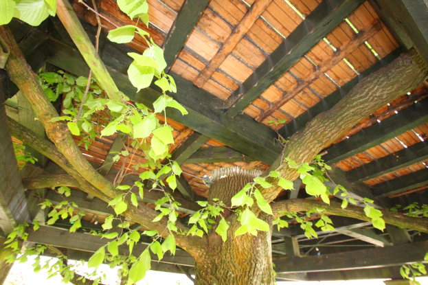 Ein Baum mit saftig grünen Blättern und einem hölzernen Dach oben, umgeben von anderen Bäumen im Hintergrund.