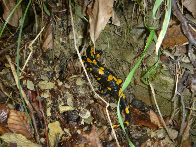 Europ├Ąischer Feuersalamander auf Waldboden umgeben von trockenen Bl├Ąttern, Zweigen und Pflanzen.