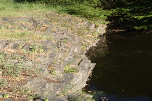 Ein kleiner, klarer Bach fließt durch eine grüne, üppige Flussuferlandschaft und spiegelt die umliegenden Bäume und Pflanzen wider.