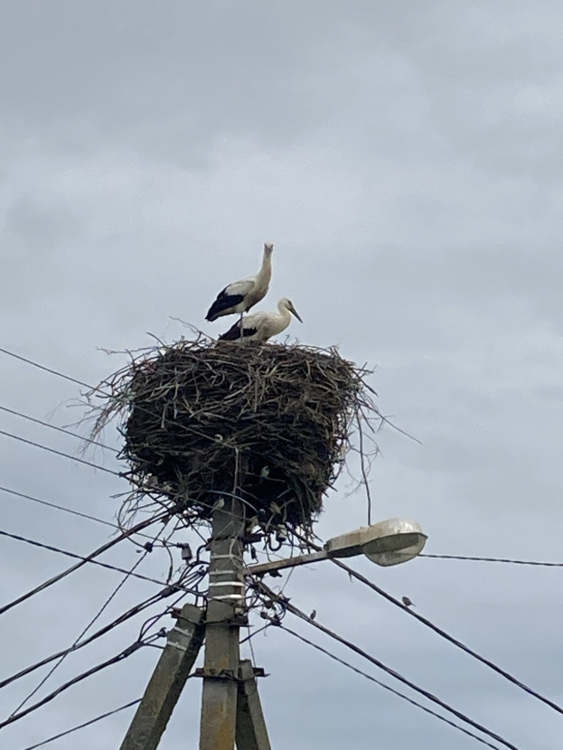 Zwei Weißstörche auf einem Nest auf einer Strommast, mit einer Straßenlaterne, die sie beleuchtet, und Drähten, die an der Mast entlanglaufen.