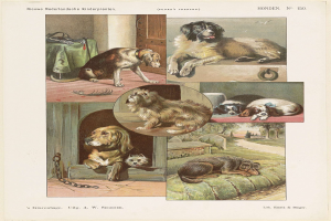 Eine Buchseite mit Abbildungen verschiedener Hunderassen neben beschreibendem Text.