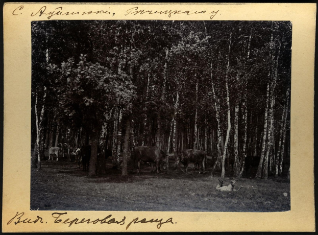 Schwarzes und weißes Foto einer Herde Kühe, die auf einer bewaldeten Fläche grasen, mit Text unten.