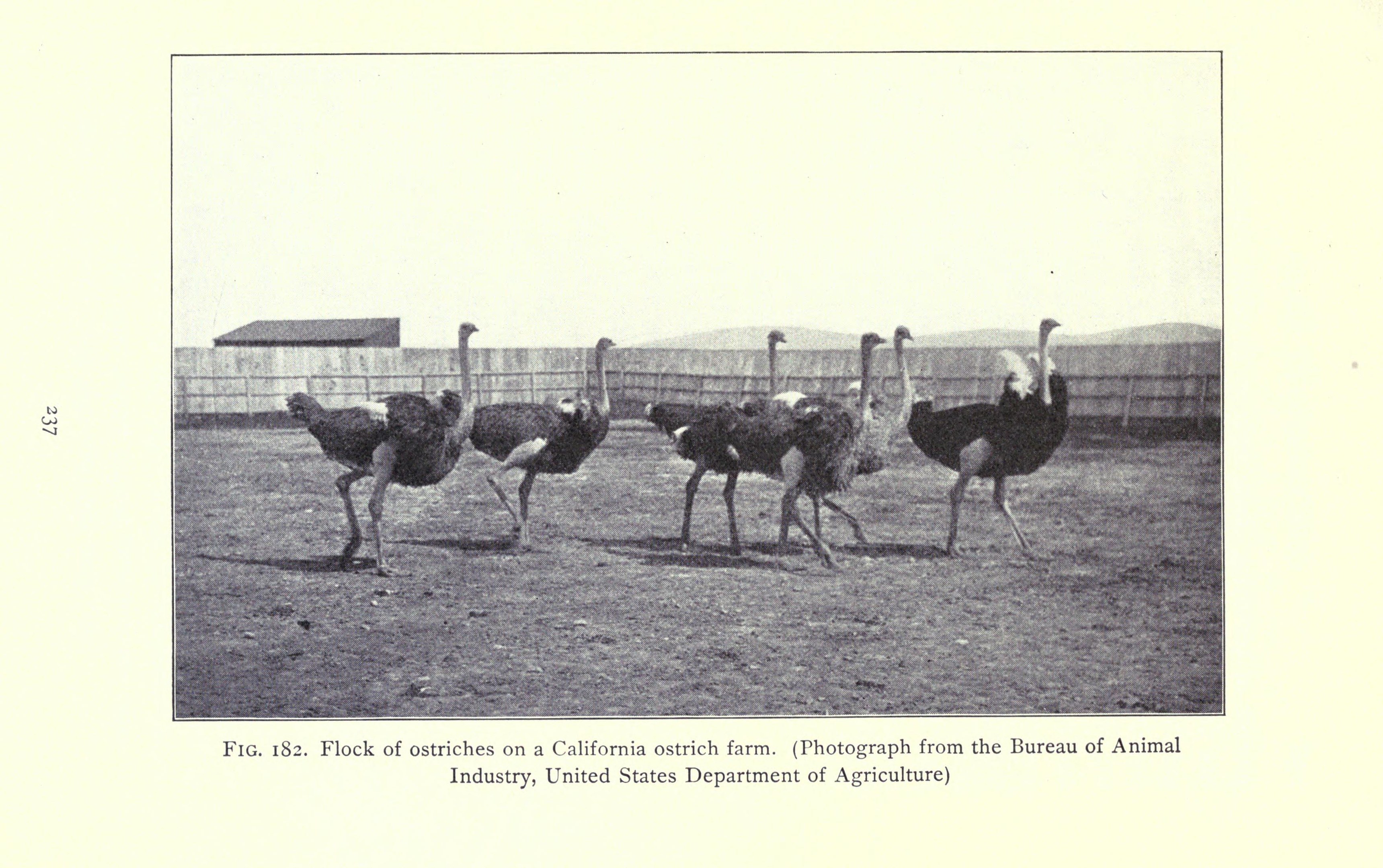 Eine Schar von Straußen auf einer kalifornischen Straußenfarm, mit einem Zaun, Haus und Himmel im Hintergrund und Text unten.