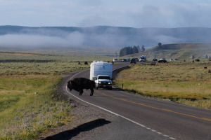 Eine Herde von Bisons, die auf einer Straße neben einem Lastwagen gehen, umgeben von Gras und Pflanzen auf beiden Seiten, Bäumen und Hügeln im Hintergrund und einem klaren blauen Himmel.