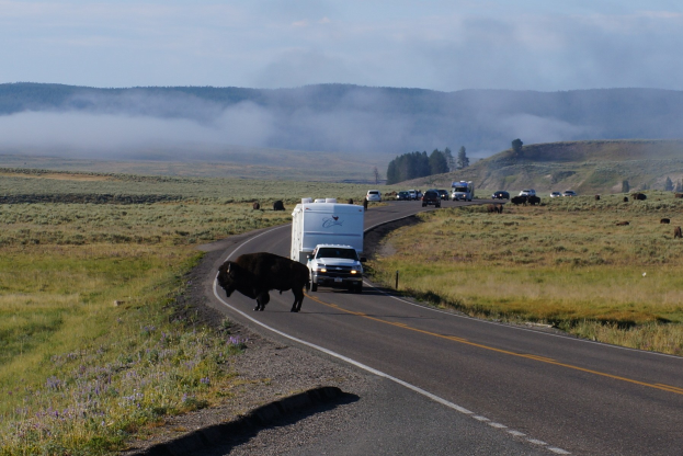 Eine Herde von Bisons, die auf einer Straße neben einem Lastwagen gehen, umgeben von Gras und Pflanzen auf beiden Seiten, Bäumen und Hügeln im Hintergrund und einem klaren blauen Himmel.