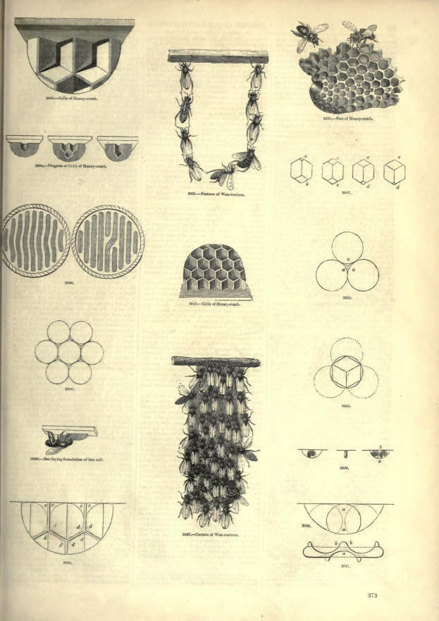 Ein aufgeschlagenes Buch mit einer Zeichnung eines Bienenstocks auf der Seite, das Bilder und Text zum Aufbau des Stocks enthält.