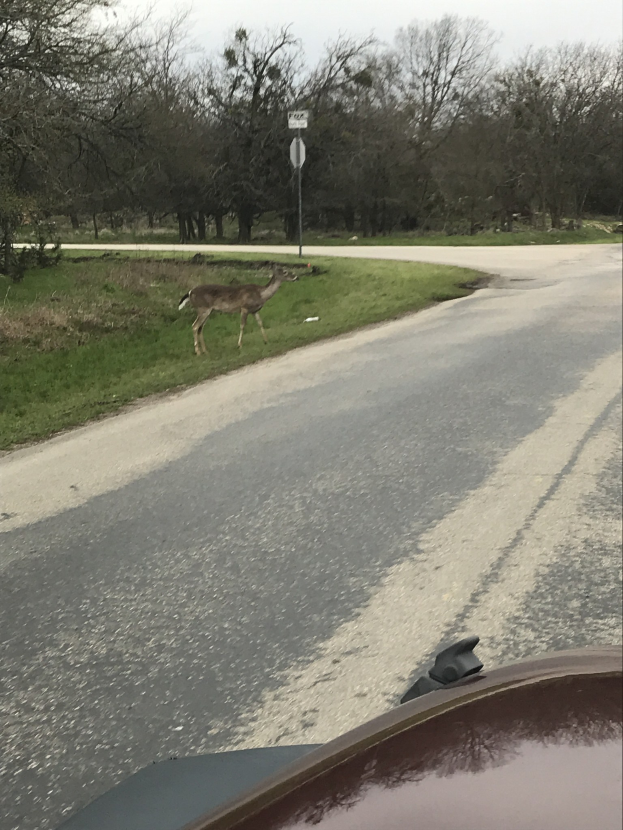 Ein Hirsch überquert eine Straße vor einem Auto, umgeben von Gras, einem Schild an einem Pfahl, Bäumen und einem bewölkten Himmel.