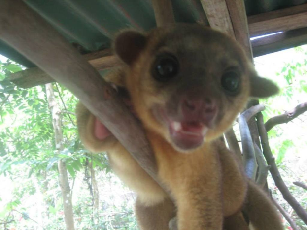 Ein einzelnes Tier steht in der Mitte des Bildes mit Bäumen im Hintergrund und einem Heim oben.